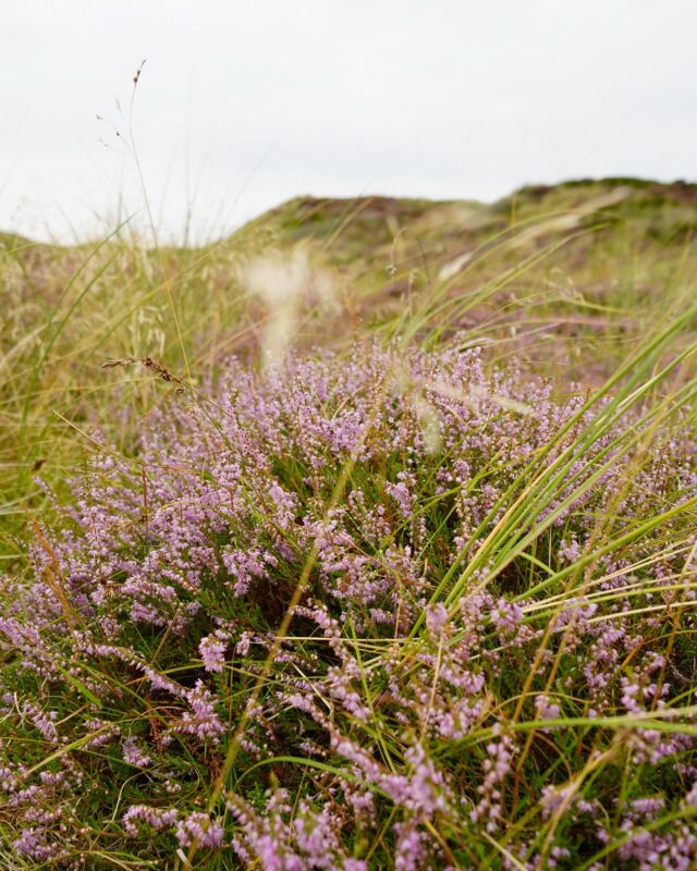 Die Farben des August 🌾☀️💜

#sylt #sommer #sas #august #heide #urlaubaufsylt #urlaubzuzweit #urlaubmithund #urlaubindeutschland #familienurlaub #natur #inselliebe #küstenliebe #nordsee #nordseeküste #nordseeliebe⚓️❤️🌊