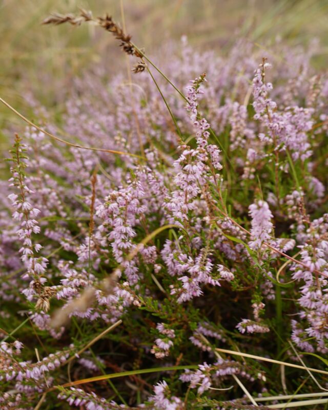 Sylt - ein Kunstwerk der Natur! Jede Jahreszeit besticht mit ihren ganz eigenen einzigartigen Farben 💜🌾☺️

Wir wünschen euch einen tollen Start in die Woche! 

#sylterappartementservice #sas #appartementsylt #ferienwohnungen #ferienaufsylt #syltliebe #sylterheide #naturschauspiel #urlaubmithund #urlaubindeutschland #nordsee #sylt