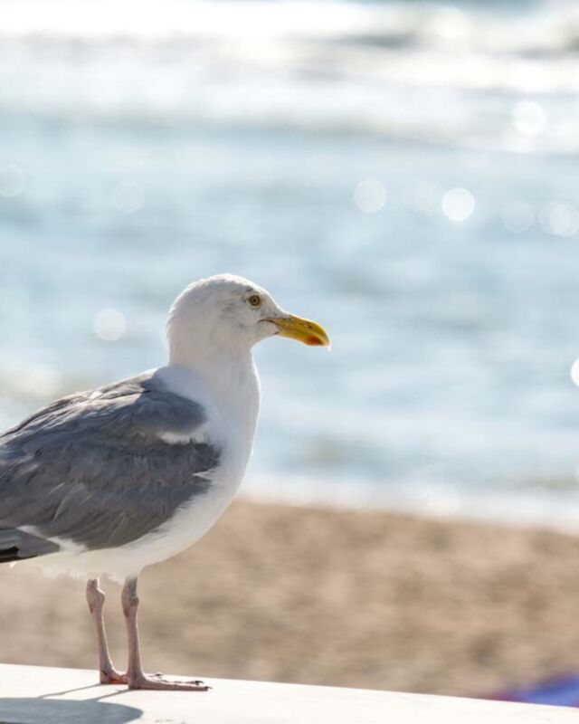 Die Sylter Möwen stehen sinnbildlich für Freiheit und Leichtigkeit... und sie gehören zu der Insel wie der Sand ans Meer. Deswegen lieben wir sie- auch wenn sie uns nie in Ruhe Crêpe essen lassen 😉💗

#friesenglück #reet #wenningstedt #urlaub #ferienwohnung #strandnah #urlaubsdomizil #sylt #syltliebe #urlaubaufsylt #nordseeurlaub #nordsee #nordfriesland #urlaubinnordfriesland #urlaubzuzweit #winterurlaub #sommerurlaub #inselurlaub #inselliebe #nordseeinsel #urlaubindeutschland #urlaubmithund #urlaubammeer #ferienhaus